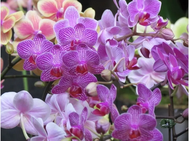 orchidee in casa-4