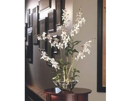 orchidee in casa-5