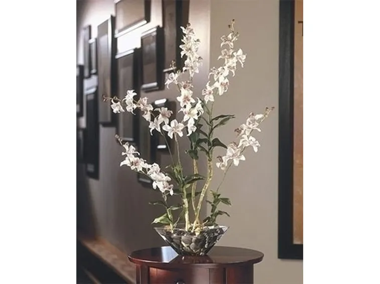 orchidee in casa-5