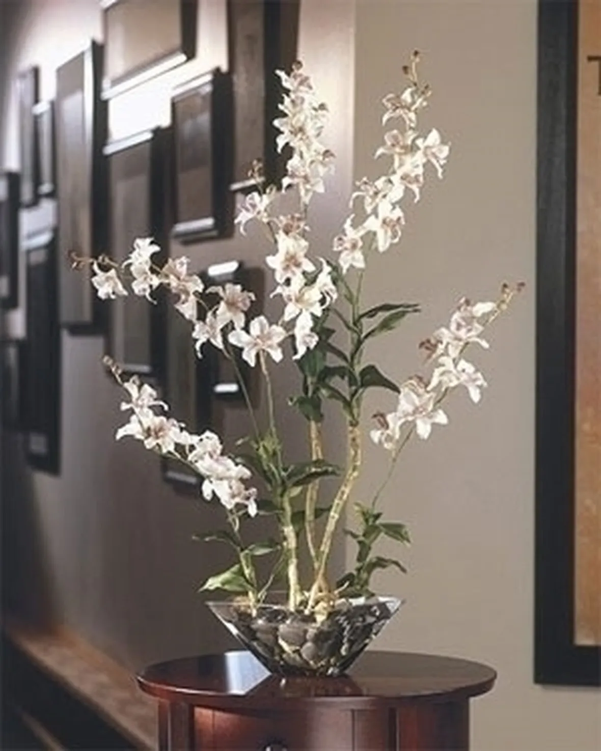 orchidee in casa-5