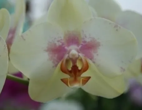 orchidee in casa-6
