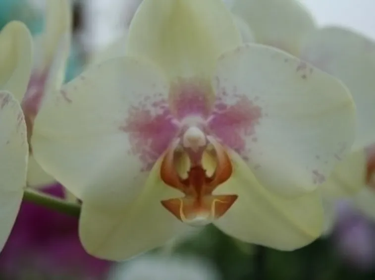 orchidee in casa-6