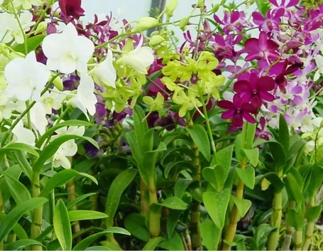 orchidee in casa-8