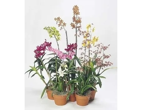 orchidee in casa-9