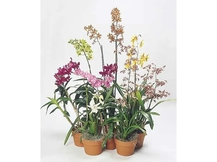orchidee in casa-9