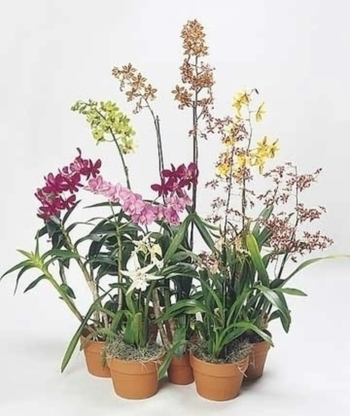 orchidee in casa-9