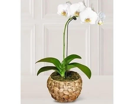 Orchidee in casa