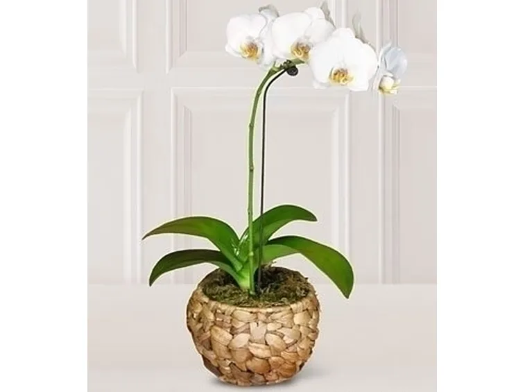 Orchidee in casa