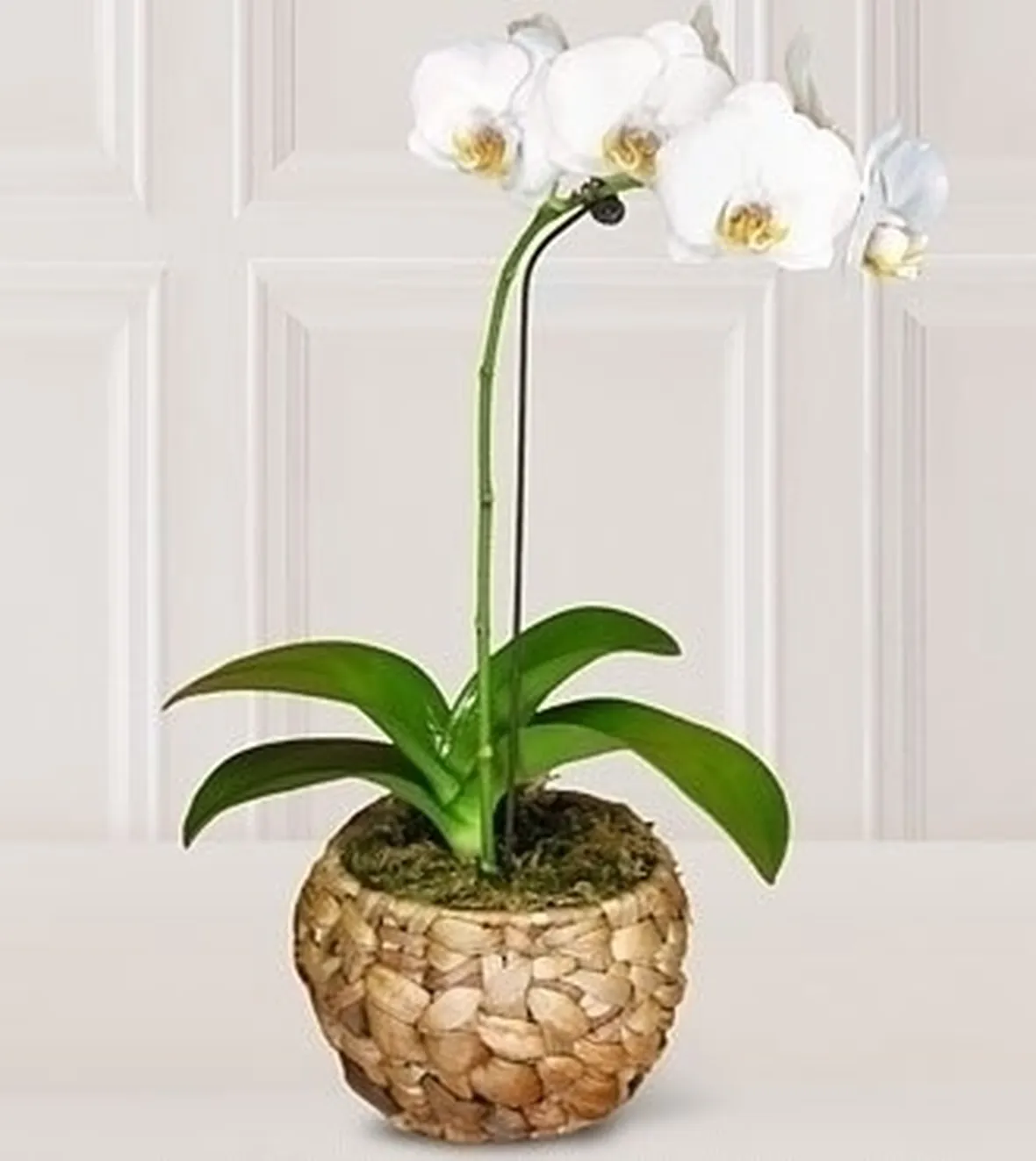 Orchidee in casa
