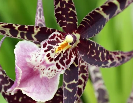 orchidee in casa