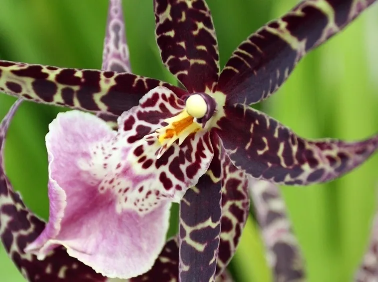 orchidee in casa