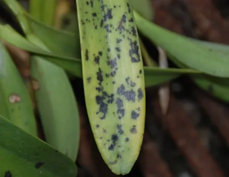 parassiti orchidee-1