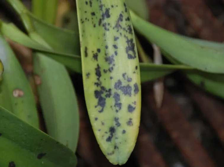 parassiti orchidee-1