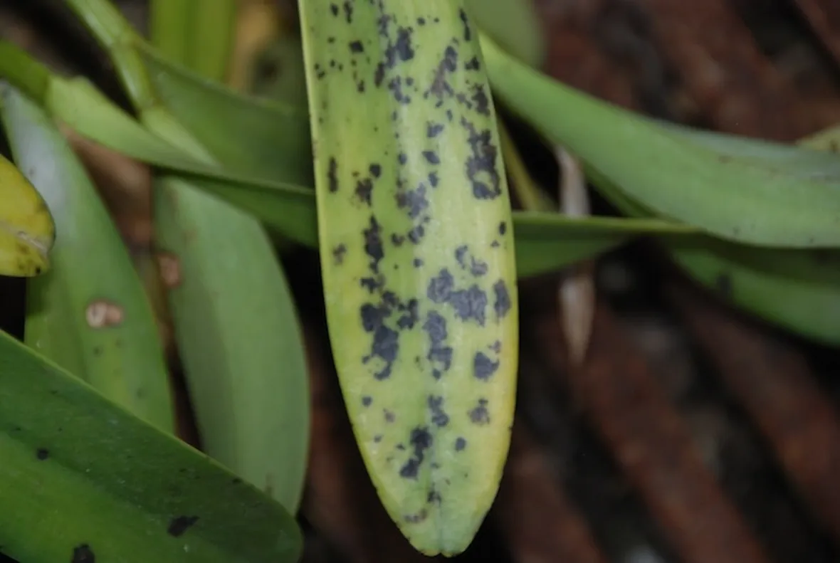 parassiti orchidee-1