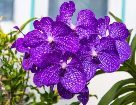 parassiti orchidee-2