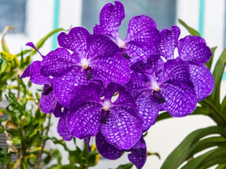 parassiti orchidee-2