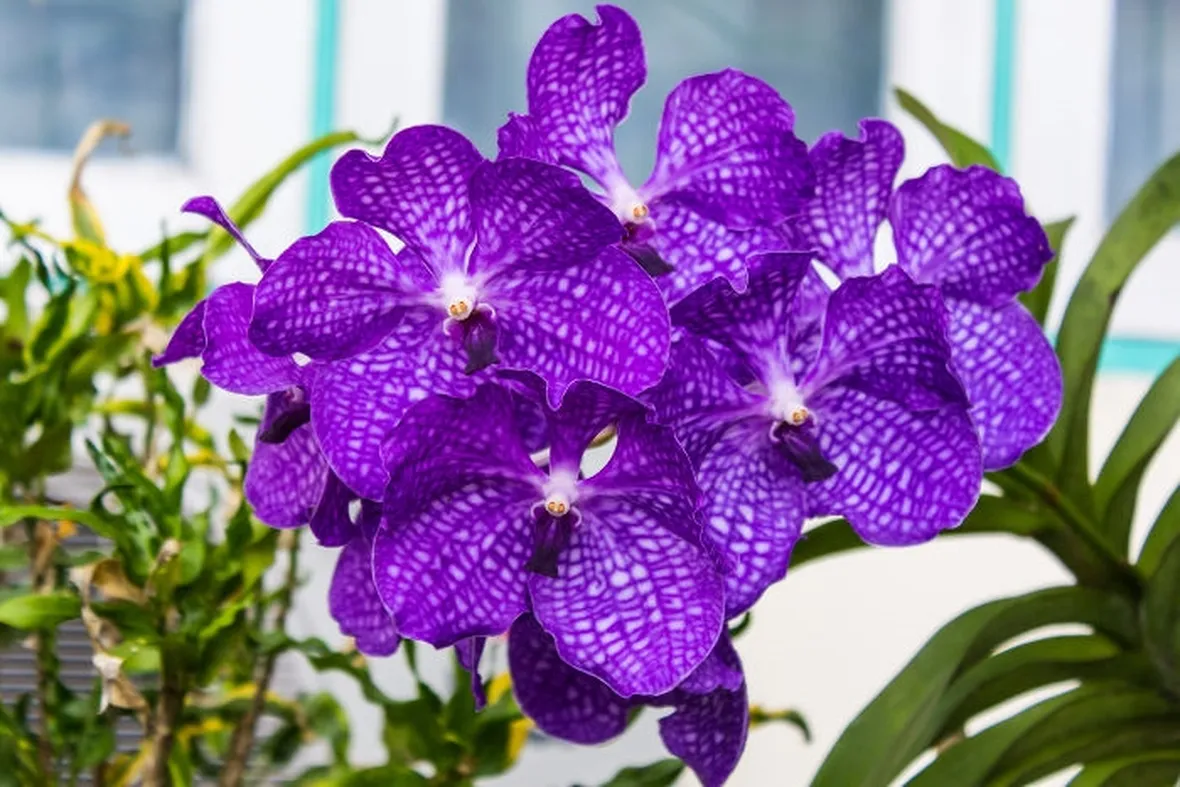 parassiti orchidee-2