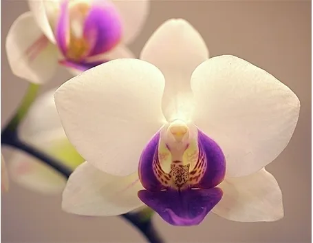 parassiti orchidee-3
