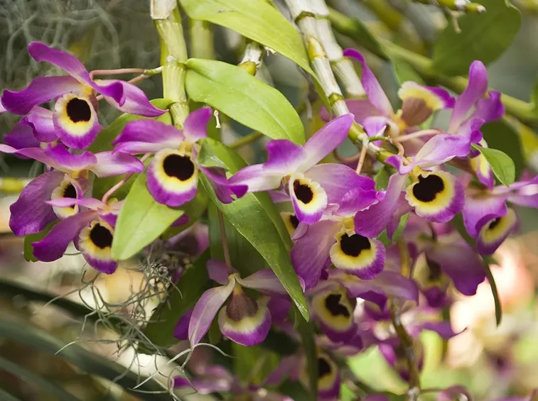 parassiti orchidee-5
