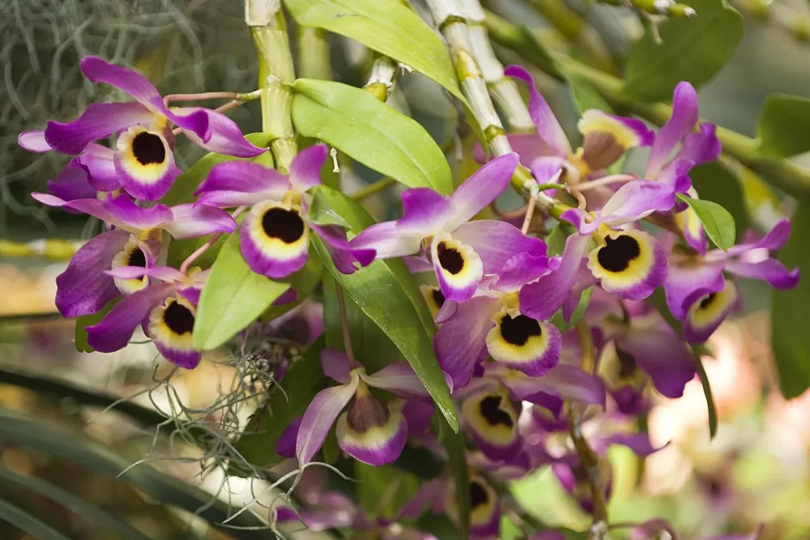 parassiti orchidee-5