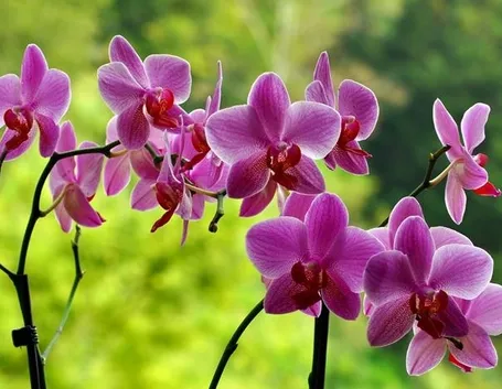 parassiti orchidee-6