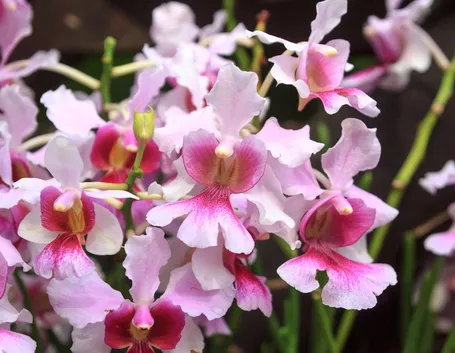 parassiti orchidee-8