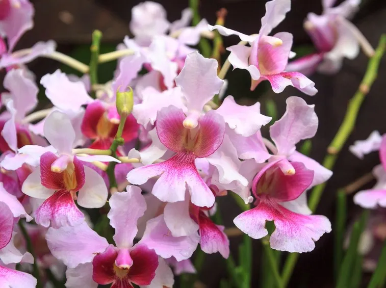 parassiti orchidee-8