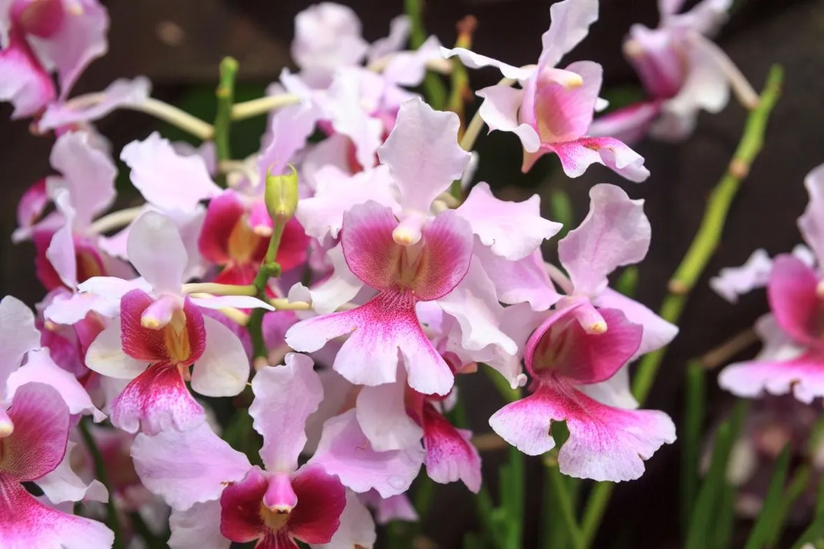 parassiti orchidee-8