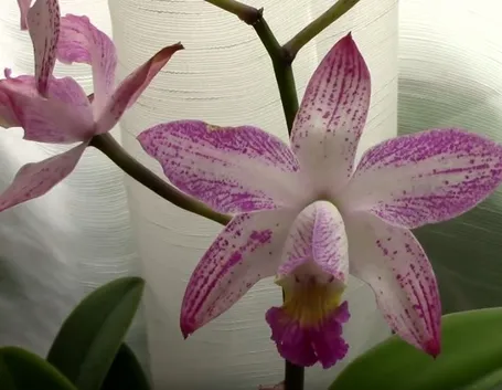 parassiti orchidee-9