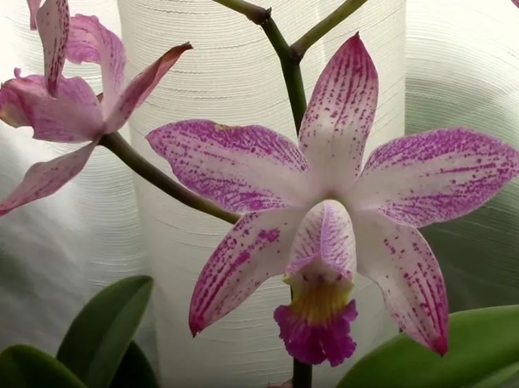 parassiti orchidee-9