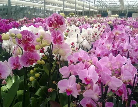 serre orchidee-2