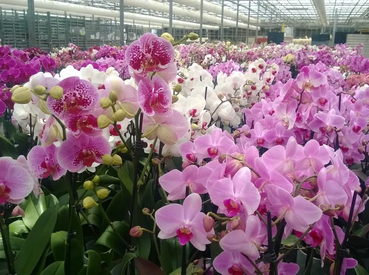 serre orchidee-2