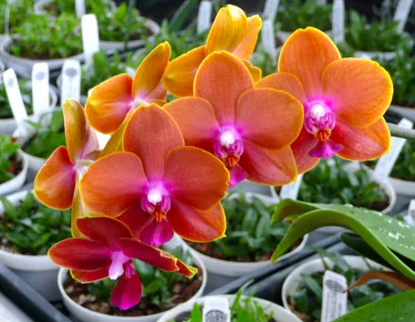 serre orchidee-4