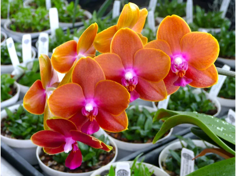serre orchidee-4