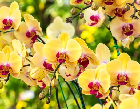 serre orchidee-6