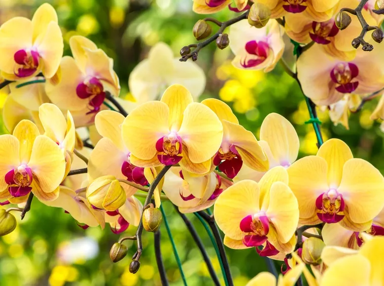 serre orchidee-6