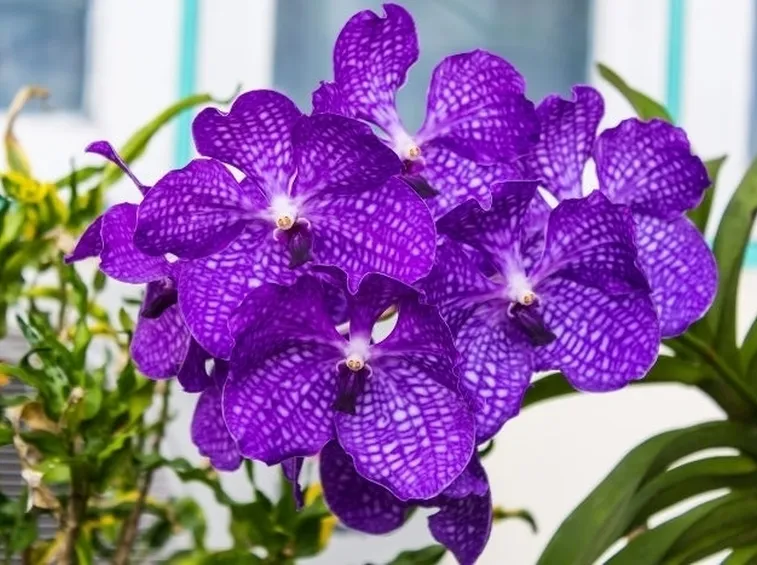 serre orchidee-7
