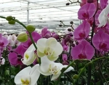 serre orchidee-8