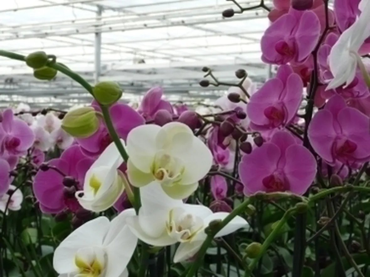 serre orchidee-8