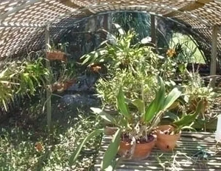 serre orchidee-9