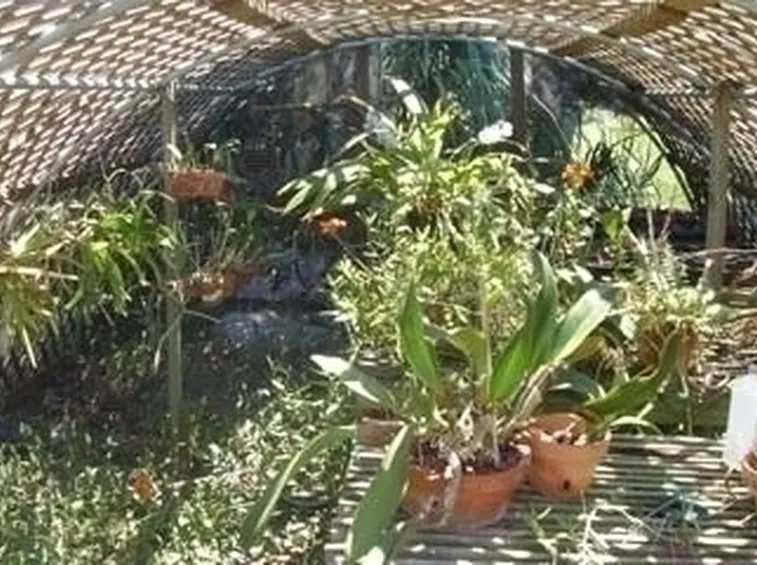serre orchidee-9