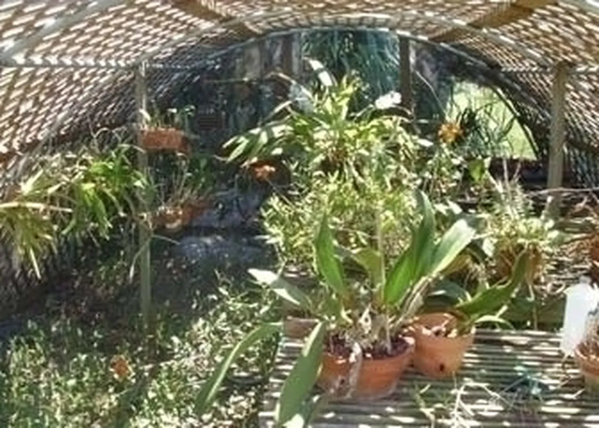 serre orchidee-9
