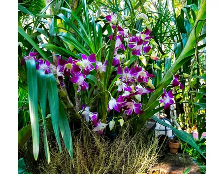 terriccio orchidee-1