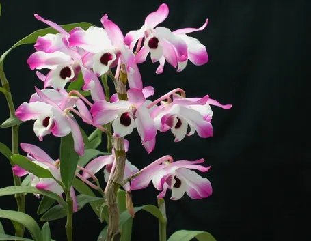 terriccio orchidee-2