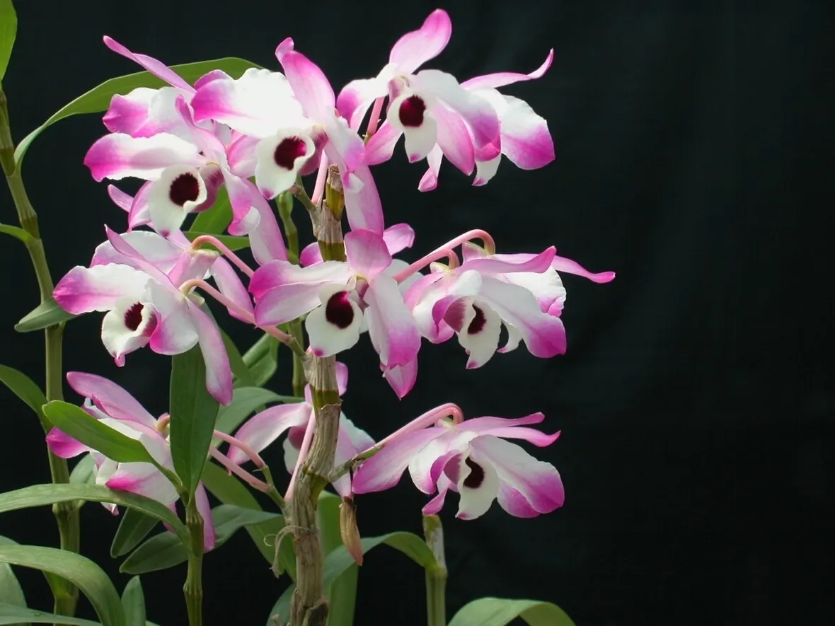 terriccio orchidee-2
