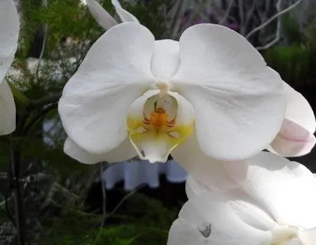terriccio orchidee-3