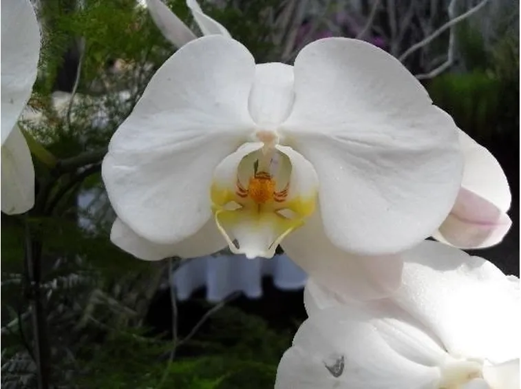 terriccio orchidee-3