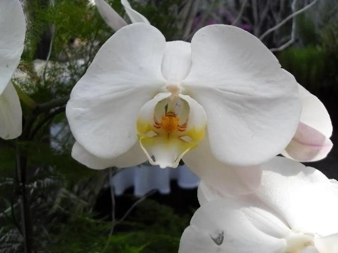 terriccio orchidee-3