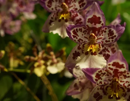 terriccio orchidee-4