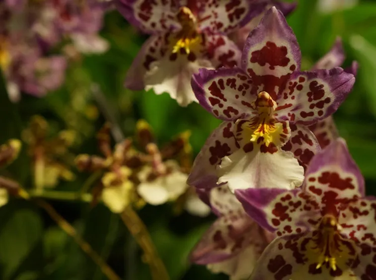 terriccio orchidee-4